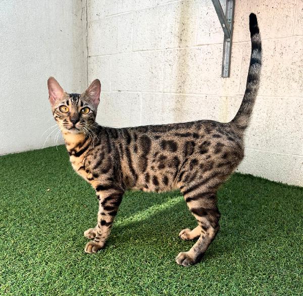 KALI'  GATTINA BENGALA Foto 3